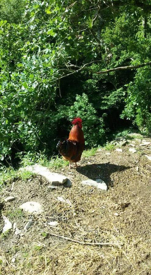 Bed & Breakfast Le Colline Di Bana
